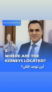 Where the kidneys located - Fariborz bagheri