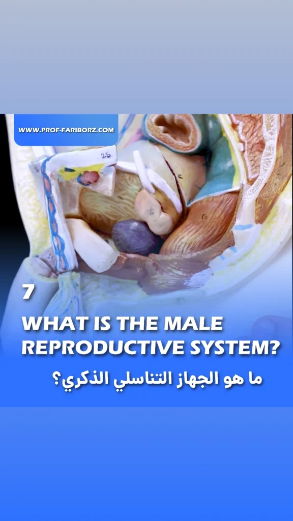 What is the male reproductive system? Fariborz Bagheri