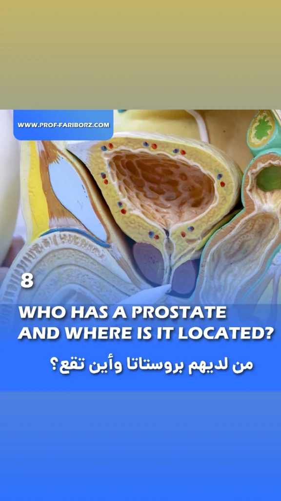 Who has a prostate and where is it located - Fariborz Bagheri