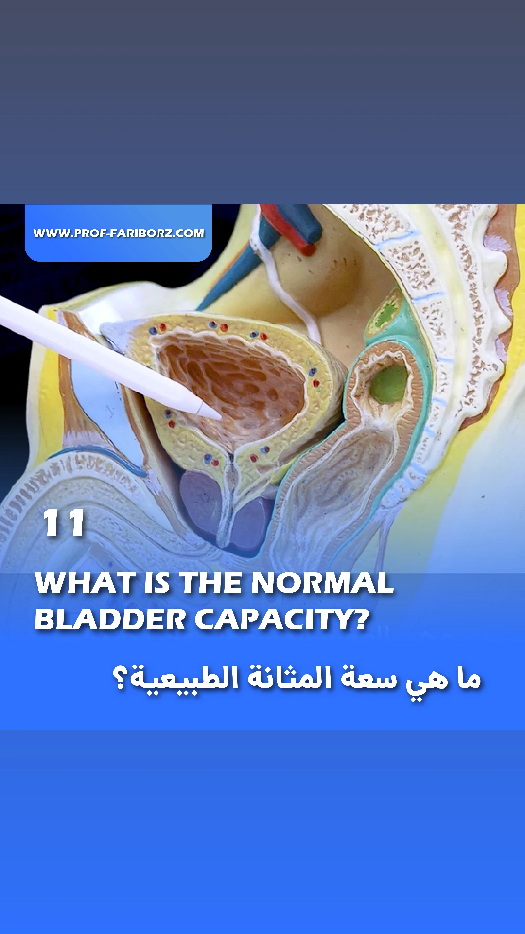 Video 11: What is the normal bladder capacity? - Professor Fariborz Bagheri