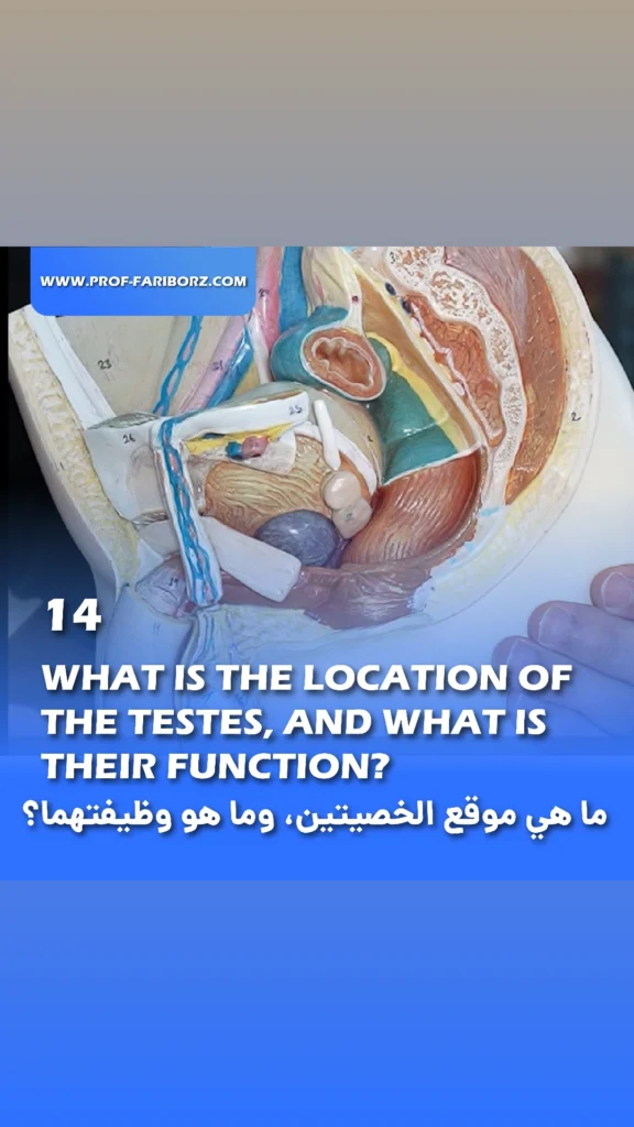 What is the location of the testes, and what is their function - Fariborz Bagheri