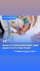 What is the epididymis, and what is its function - Fariborz Bagheri