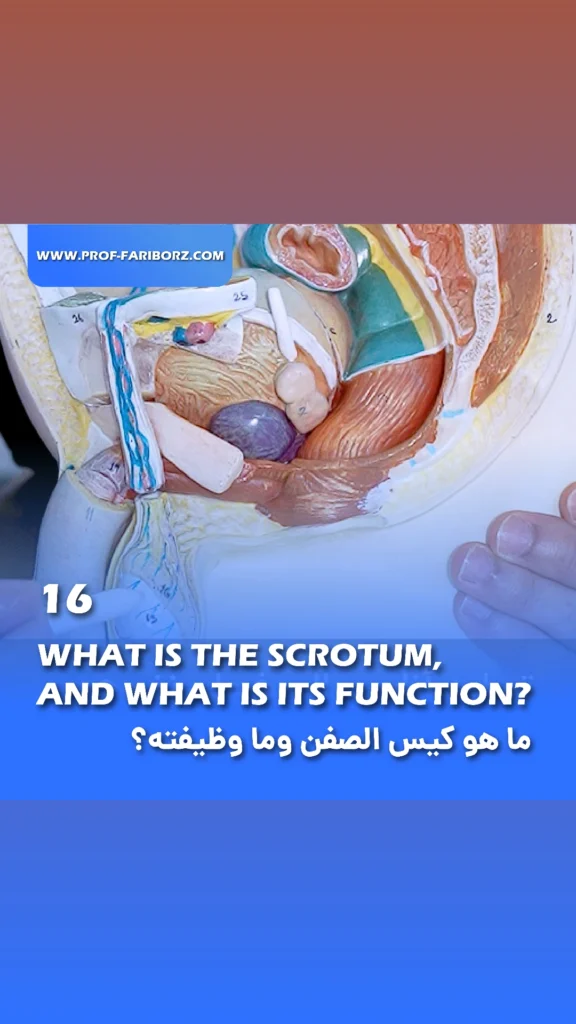 What is the scrotum, and what is its function - fariborz bagheri