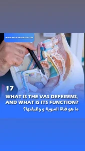 General Information 4 What is the vas deferens, and what is its function? - Dr. Fariborz Bagheri