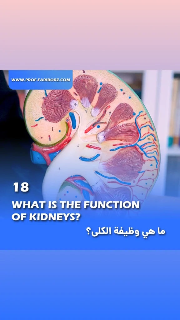 What is the function of kidneys? - prof fariborz bagheri